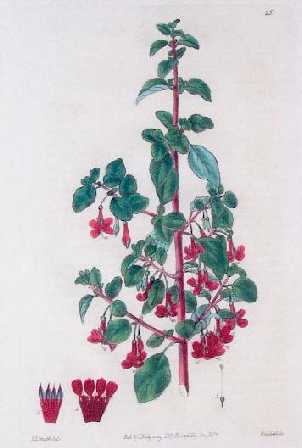 'F.thymifolia'